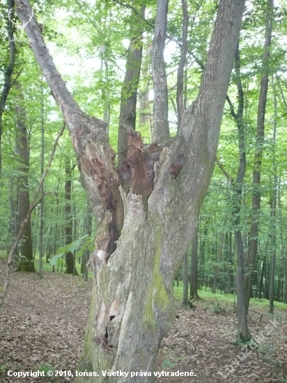 strom ,který mě zaujal