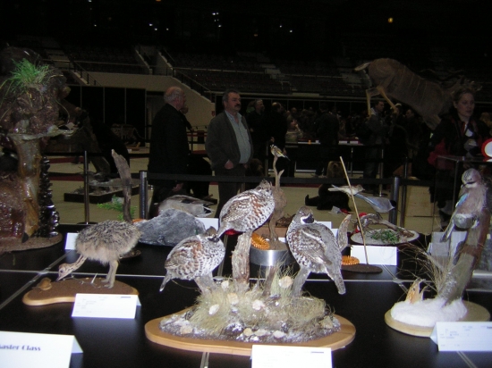 kompozice -jeřábci