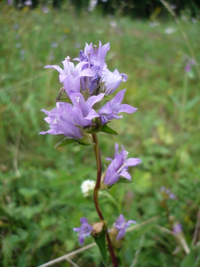 rostliny z chráněného území