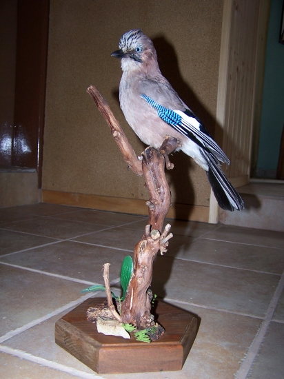 sojka
