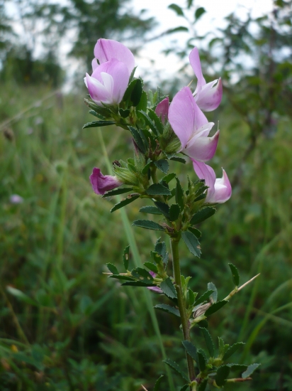 na Vlčnovských lukách