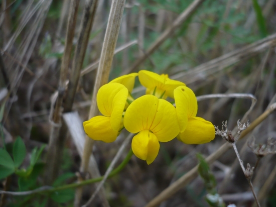 u nás v létě na lukách