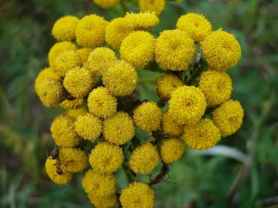 květena našich luk