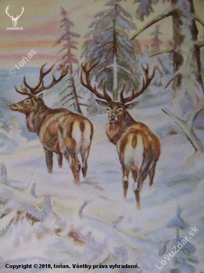 Pradědští jeleni v akvarelu