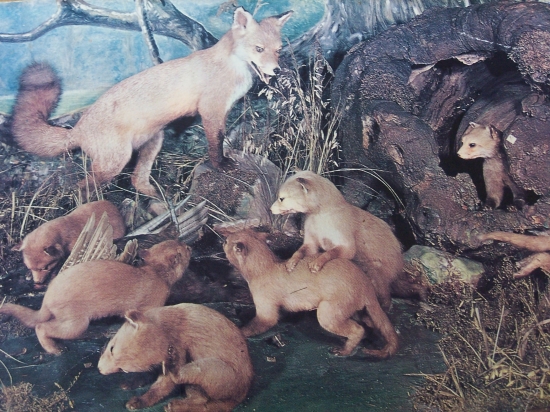 liščí rodina
