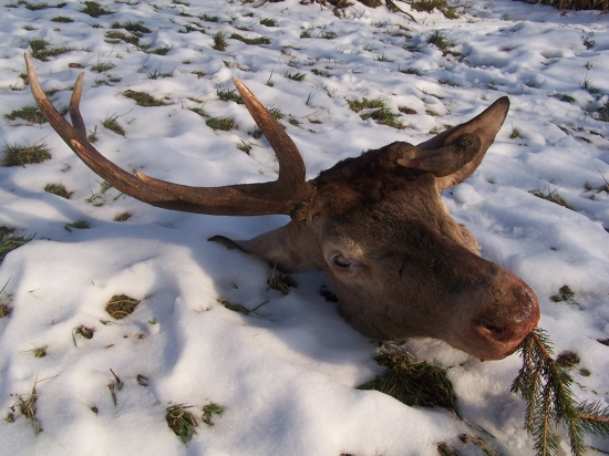 rarita jelení trofeje