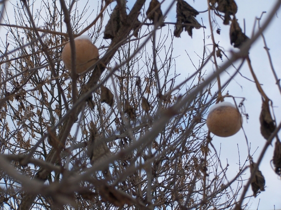 napovězte ,kdo to ví