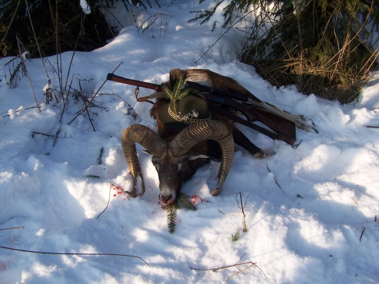 muflon vcelku  dobrých rozměrú