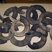 mufloní toulce