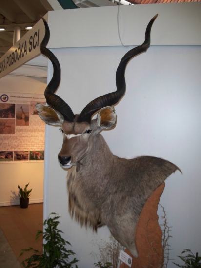 kudu