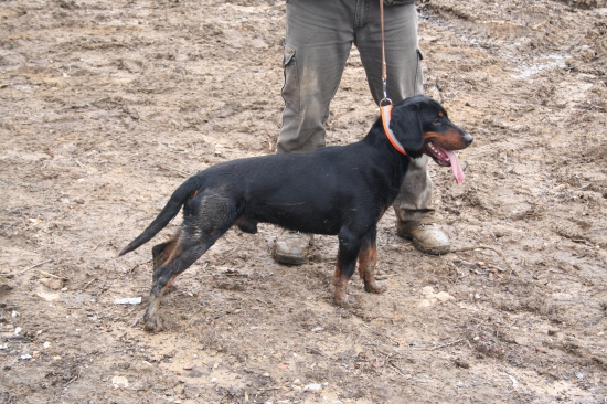 Brutus spod Macovho vrchu