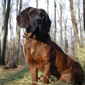 Arny1