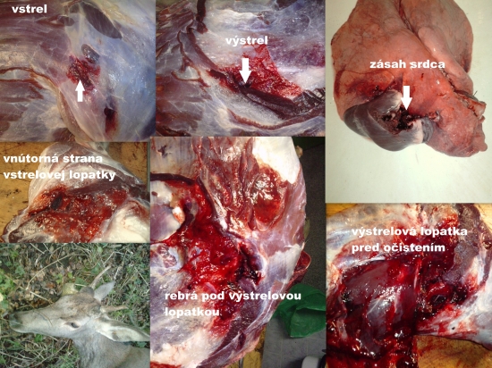 prebijaný-Lapua Mega 12g 308w a jeleň 1.V.T.