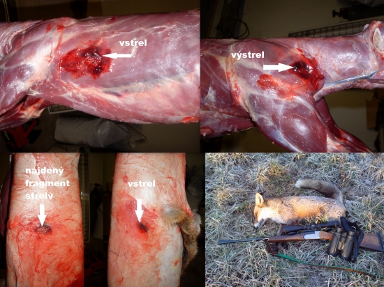 Hornady V-max 40gr. 223rem