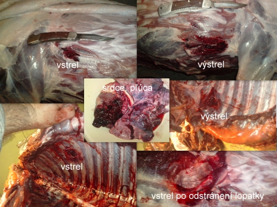 Hornady Monoflex 250gr-45-70 Govt