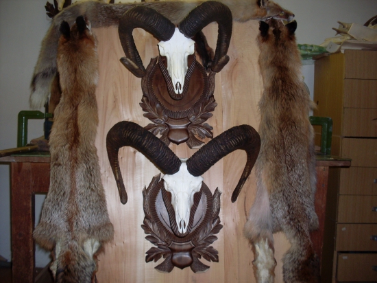 Podložky pod muflónov