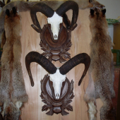 Podložky pod muflónov