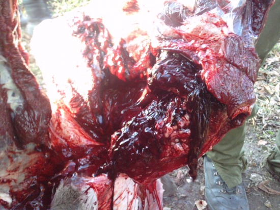 S&B SPCE 11,2g-7x65R