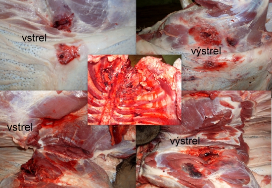 Hornady Monoflex 250gr - 45-70 Govt