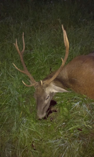 Pred rujou nam Diana dopriala