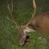 Pred rujou nam Diana dopriala