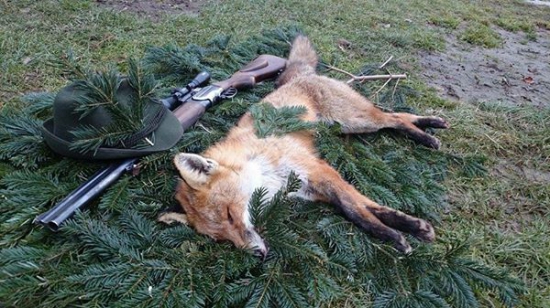 Vysedení lišiačik a prví v novom roku...