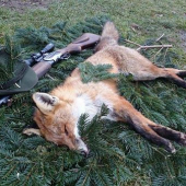 Vysedení lišiačik a prví v novom roku...