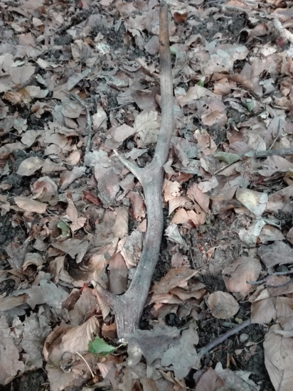 Dozber... Asi prvé parožie ;)