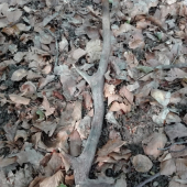 Dozber... Asi prvé parožie ;)