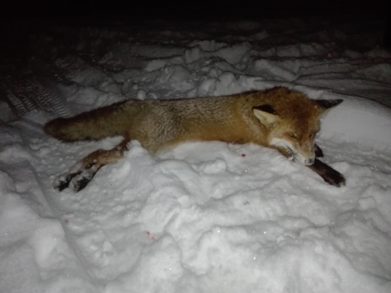 Čaro mesačnej noci