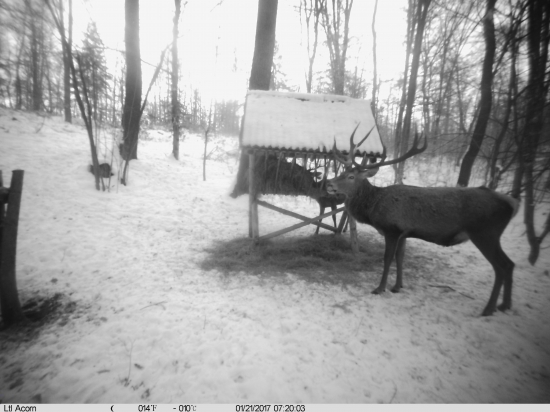 Jeden z tých lepších stravníkov