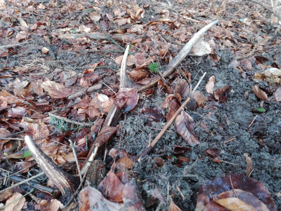 Starý ale potešil :)