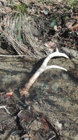 Ležiak potočný....