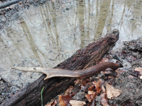 Synov prvý jelení...