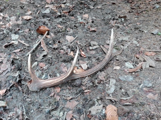 Niečo s neho bude...