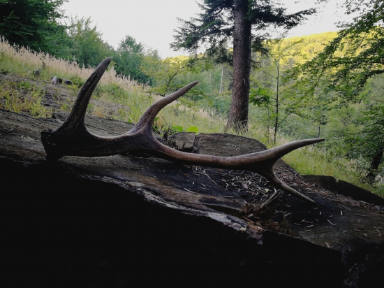 Keď nie Jeleň tak aspoň paroh :) ;)