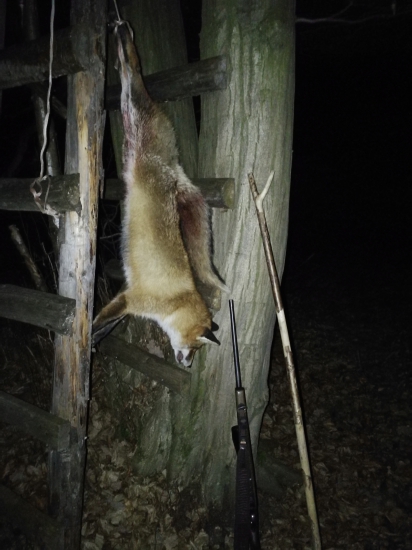 Neopatrný lišiak...