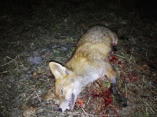 Ďalšia prašivá....