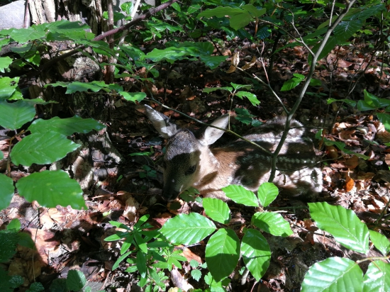 Pozornému oku neuniklo ;) ;)