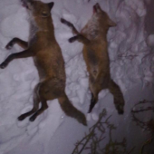 Navabene zajacim vrestadlom