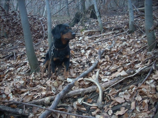 Dobrý psík.Len tak ďalej...