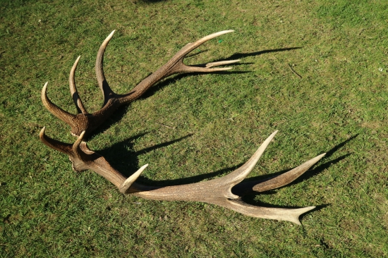 cudzie perie, ale zlate...