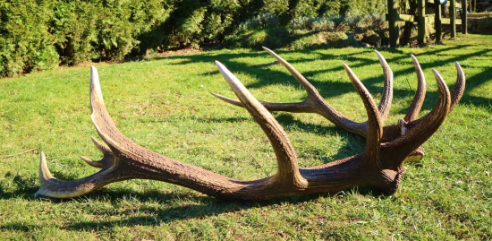 cudzie perie ale zlate II.