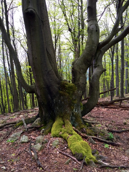 Chobotnica