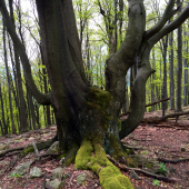 Chobotnica