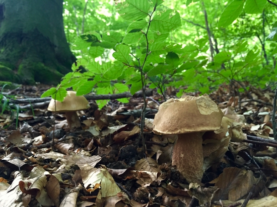 Už aj u nás konečne rastú