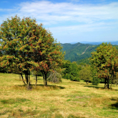 Jarabiny