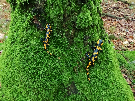 Farby jesene trochu inak