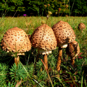 rodinka