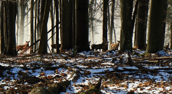 mladíci v bučine